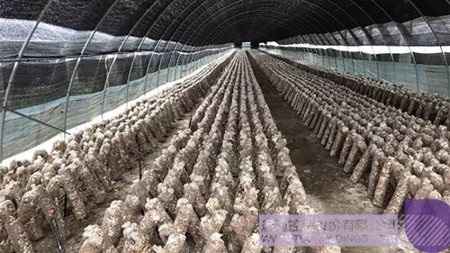 日韩人妻鲁交色情精品视频